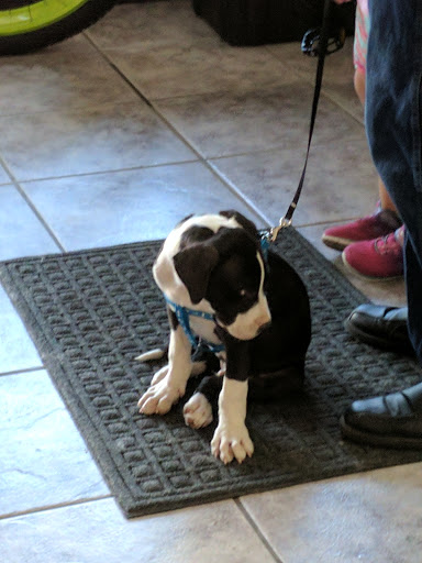 Dog Day Care Center «K9 Behavior UT, LLC», reviews and photos, 1458 Main St, Salt Lake City, UT 84115, USA