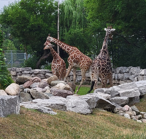 Zoo «Arctic Ring of Life», reviews and photos, 8450 W 10 Mile Rd, Royal Oak, MI 48067, USA