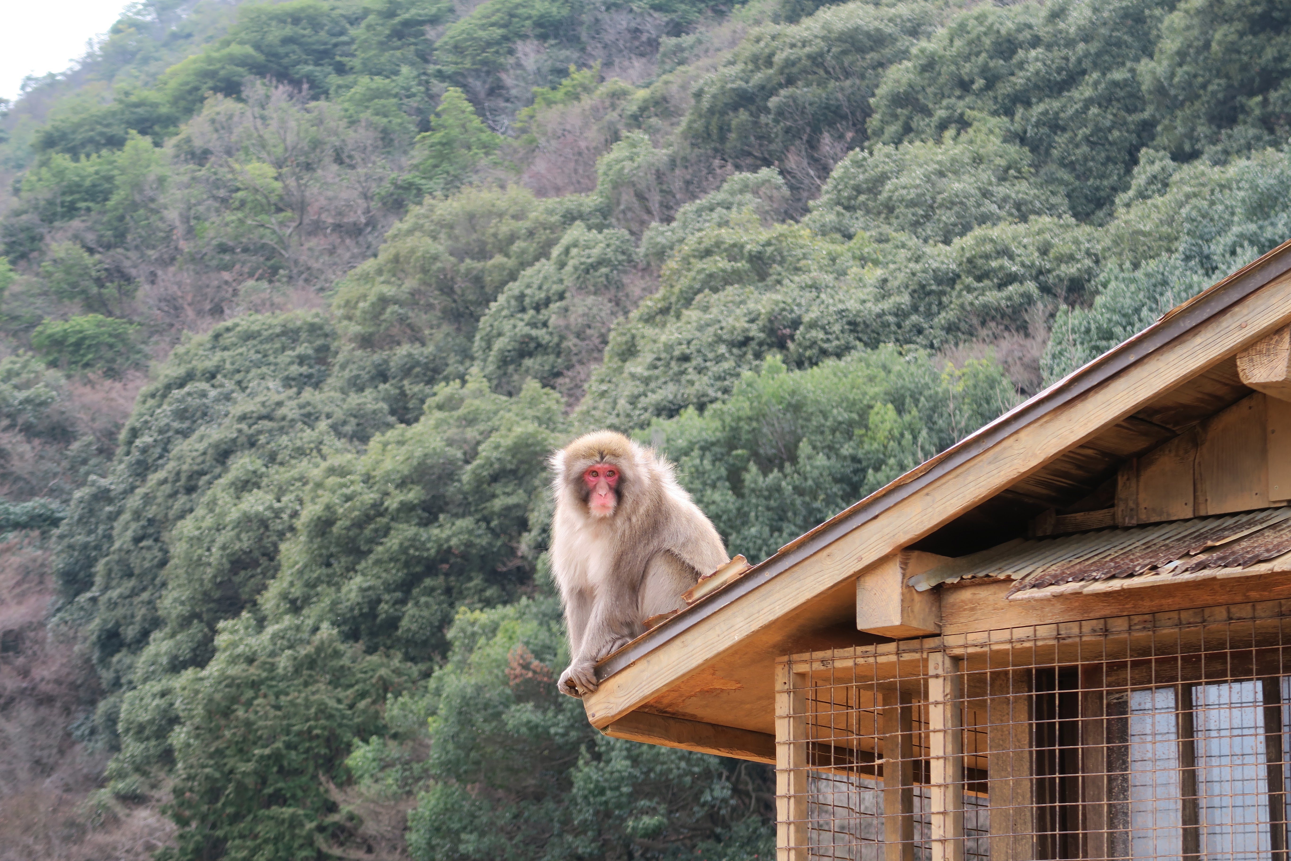 Picture of a place: Arashiyama Monkey Park Iwatayama