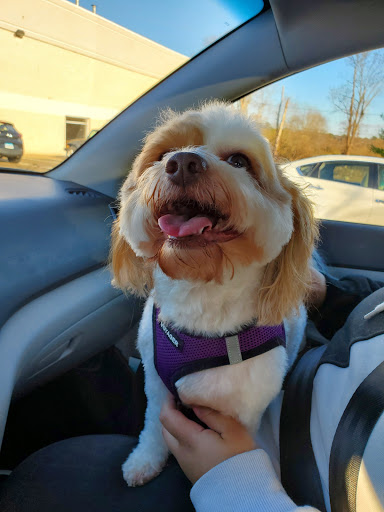 Pet Supply Store «Petco Animal Supplies», reviews and photos, 169 Federal Rd, Brookfield, CT 06804, USA