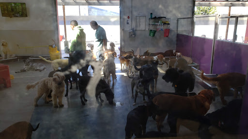 Happy Hound Play & Daycare, Inc. image