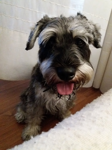 Clínica Veterinaria El Albéitar en Aranda de Duero