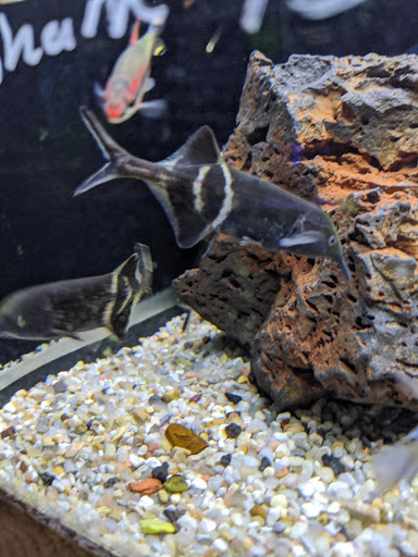 Tropical Fish Store «Aquarium Shoppe», reviews and photos, 2246 S Campbell Ave, Springfield, MO 65807, USA