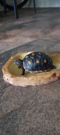 Pet Store «Feed Rite Pet Shop & Supply», reviews and photos, 11760 Belleville Rd, Belleville, MI 48111, USA