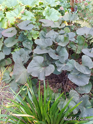 Park «Holladay Park», reviews and photos, NE Holladay St & NE 11th Ave, Portland, OR 97232, USA