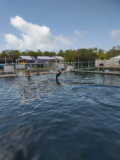 Recreation «Dolphins Plus Oceanside», reviews and photos, 31 Corinne Pl, Key Largo, FL 33037, USA
