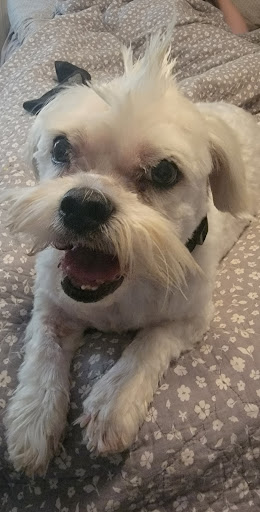 Pet Supply Store «Pet Supplies Plus», reviews and photos, 7467 St Andrews Rd, Irmo, SC 29063, USA