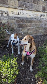 Just Fur A While Pet Services - Photo 6 - Car repair in , San Antonio