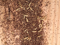 Trademark Exterminators, Inc - Photo 1 - Car repair in , Riverside