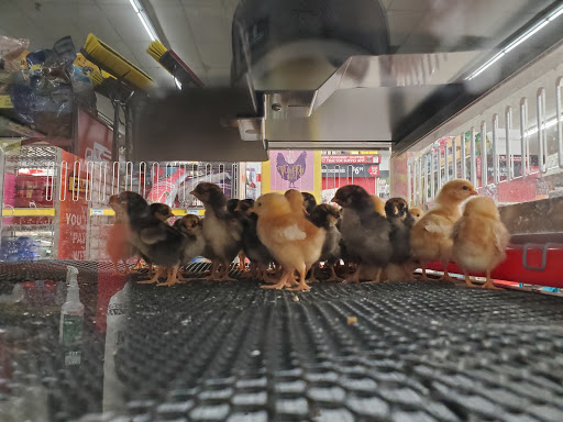 Home Improvement Store «Tractor Supply Co.», reviews and photos, 55 Crystal Ave #17a, Derry, NH 03038, USA