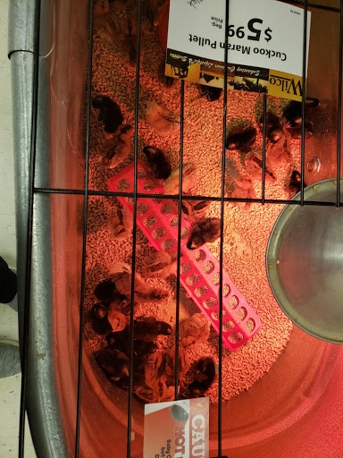 Animal Feed Store «Wilco Farm Store», reviews and photos, 2300 E Hancock St, Newberg, OR 97132, USA