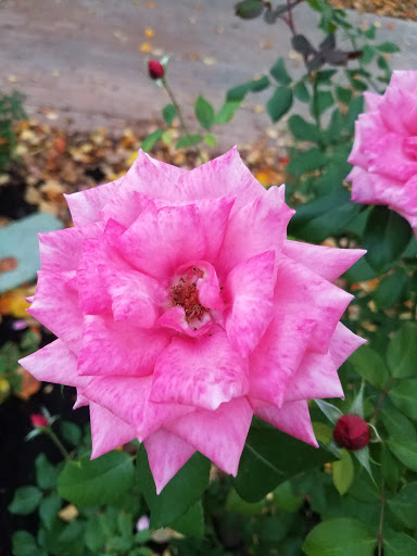 Museum «Rosson House Museum at Heritage Square», reviews and photos, 113 N 6th St, Phoenix, AZ 85004, USA