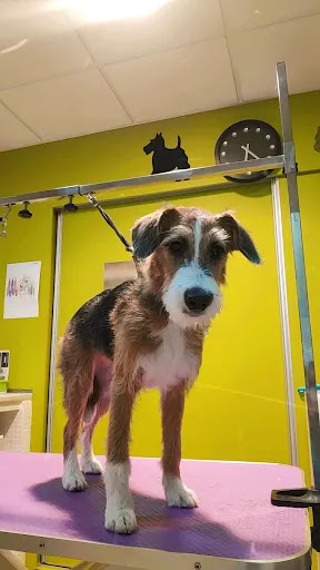 Perruqueria Canina Amaya en Deltebre, Tarragona