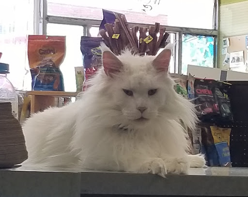 Pet Supply Store «Animal Krackers Inc», reviews and photos, 232 Main St, Gloucester, MA 01930, USA