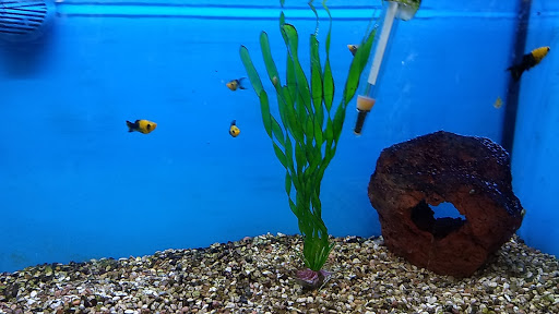 Pet Supply Store «Petco Animal Supplies», reviews and photos, 8966 S Broadway Ave #112, Tyler, TX 75703, USA