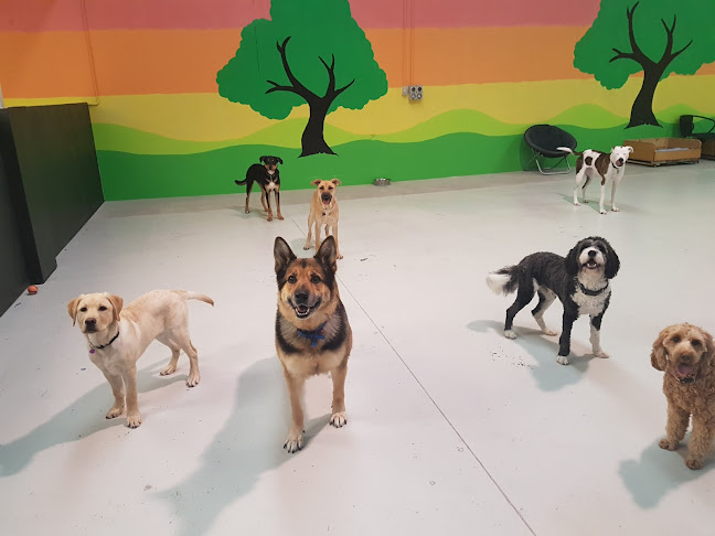 Reviews of Paws and Play in Tauranga - Dog trainer