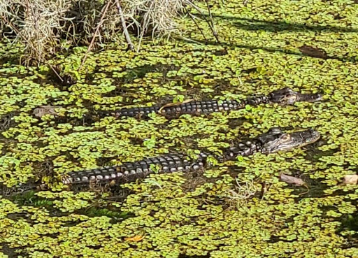 Tourist Attraction «Premier Boat Tours», reviews and photos, 100 Alexander St, Mt Dora, FL 32757, USA