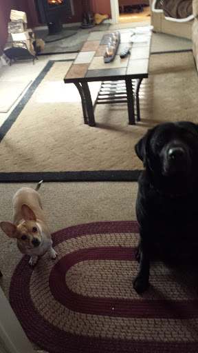 Public Golf Course «Neshaminy Valley Golf Club - OPEN to PUBLIC», reviews and photos, 440 Almshouse Rd, Richboro, PA 18954, USA