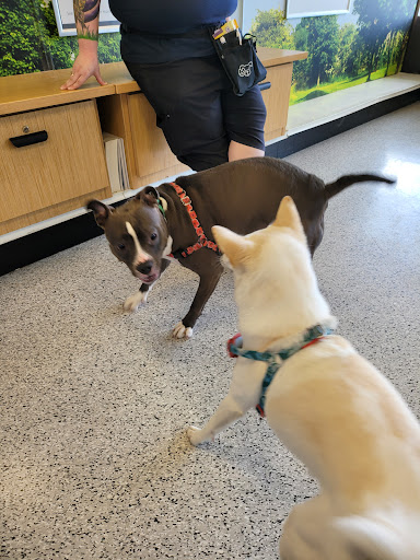 Pet Supply Store «Petco Animal Supplies», reviews and photos, 1203 SE Everett Mall Way f, Everett, WA 98208, USA