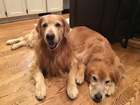 All About Animals Pet Sitting - Car repair in , Springfield - Rated 5.0/5