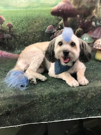 Pawlished Pet Spa & Boutique - Photo 6 - Car repair in Visalia, CA, Visalia