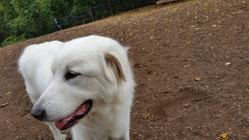 Pet Supply Store «PetSmart», reviews and photos, 9970 Sowder Village Square, Manassas, VA 20109, USA