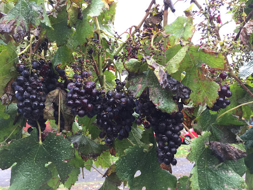 Winery «English Estate Winery», reviews and photos, 17806 SE 1st St, Vancouver, WA 98684, USA