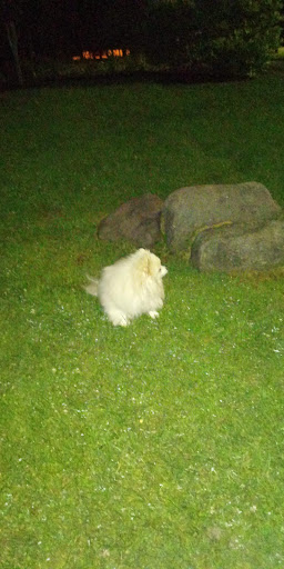 Park «Independence Park», reviews and photos, 3945 N Springfield Ave, Chicago, IL 60618, USA