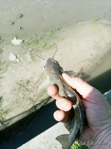 Museum «Wagaman Mill & Museum», reviews and photos, 200 East St, Lynnville, IA 50153, USA