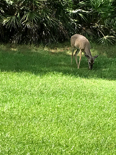 Golf Club «Wentworth Golf Club», reviews and photos, 2990 Wentworth Way, Tarpon Springs, FL 34688, USA