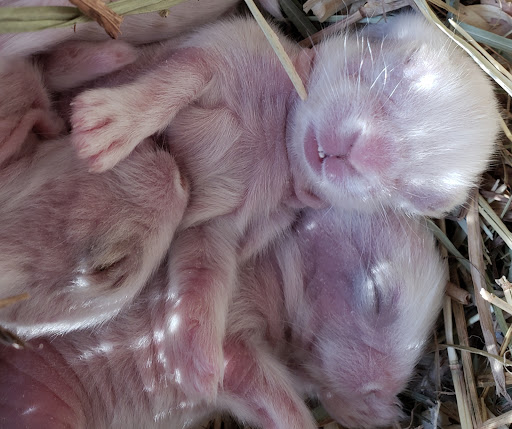 Pony Ride Service «Animals Unlimited LLC est 1996 travelling petting zoo/pony rides/travelling exotic animal programs .», reviews and photos, 16805 Mountain Rd, Montpelier, VA 23192, USA