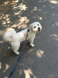 Sitting Pretty Pet Care, Inc. - Photo 8 - Car repair in Atlanta, GA, Atlanta