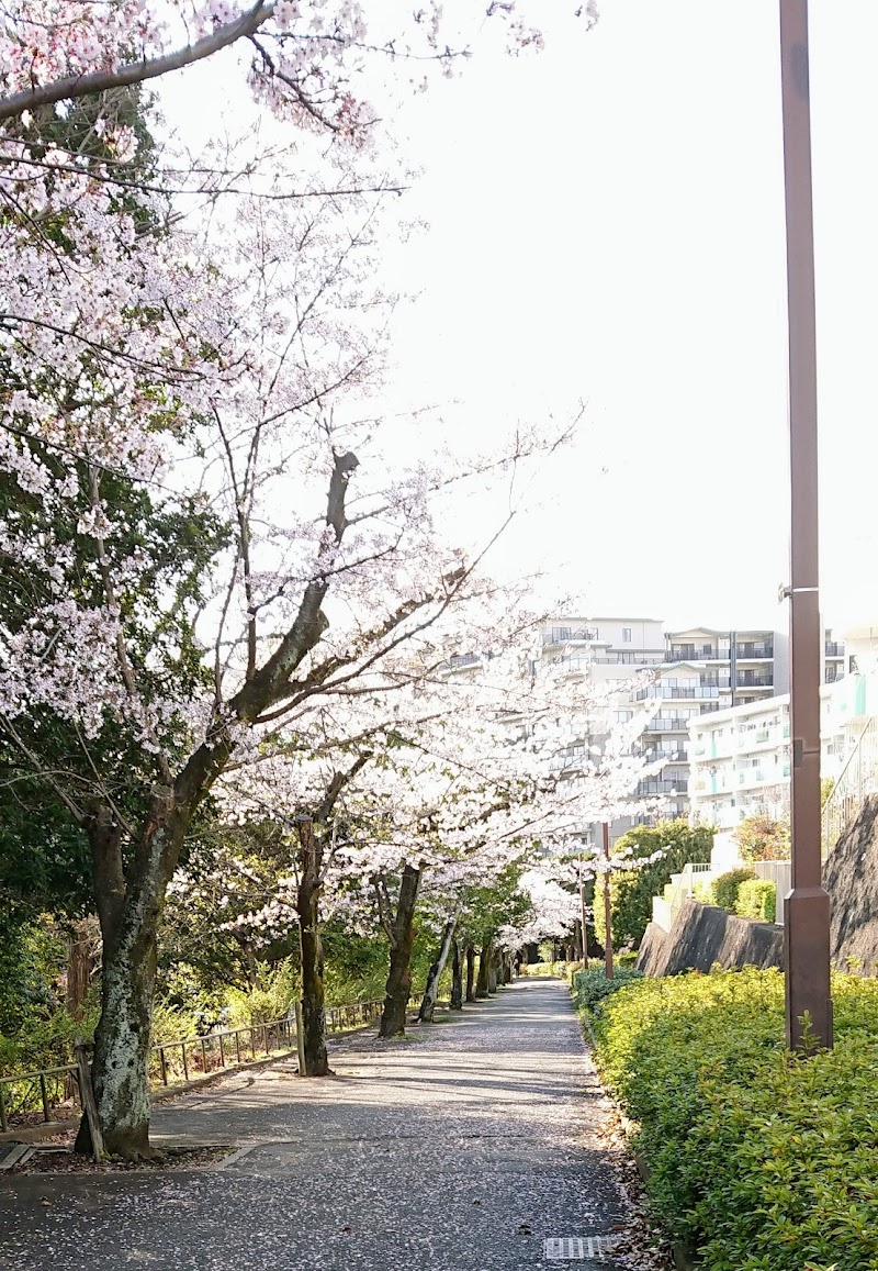 永山さくら通りの桜並木
