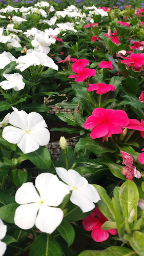 Vivero Tierranegra - Rionegro UCO - Centro de jardinería