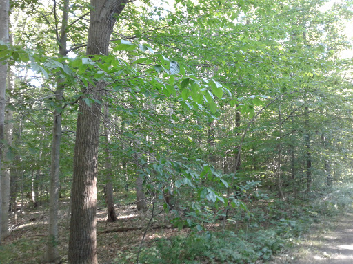 Park «Garfield Park», reviews and photos, Garfield St, Lexington, MA 02421, USA