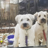 Pet Sitting 4 Comfort (PS4C) LLC - Photo 9 - Car repair in Falls Church, VA, Washington