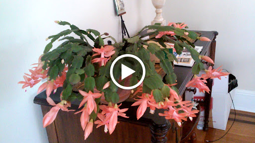 Supermarket «Corner Z Super Market Inc», reviews and photos, 2845 Coney Island Ave, Brooklyn, NY 11235, USA