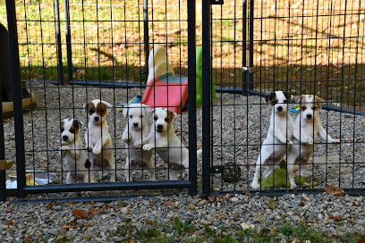 HUCKLE HILL JACK RUSSELL TERRIERS
