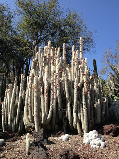 Library «The Huntington Library, Art Collections, and Botanical Gardens», reviews and photos, 1151 Oxford Rd, San Marino, CA 91108, USA