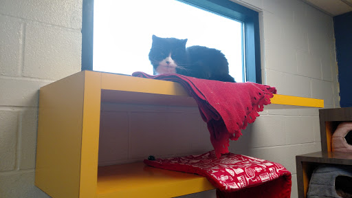 Animal Shelter «One of A Kind Pet Rescue», reviews and photos, 1929 W Market St, Akron, OH 44313, USA