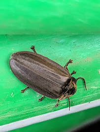 Apex Pest Solutions - Photo 3 - Car repair in Milton, VT, Burlington