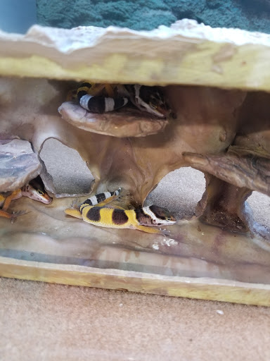 Pet Supply Store «Petco Animal Supplies», reviews and photos, 2353 SE Federal Hwy, Stuart, FL 34994, USA