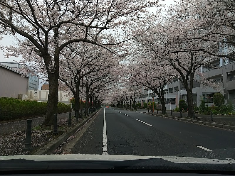 桜台の桜並木