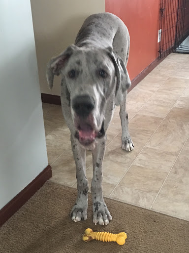 Pet Store «The Scoop», reviews and photos, 250 S Washington Ave, Battle Creek, MI 49037, USA