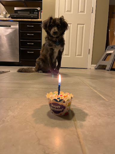 Pet Supply Store «PetPeople», reviews and photos, 2484 E 146th St, Carmel, IN 46033, USA