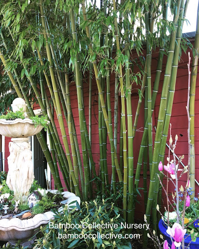 Bamboo Collective Nursery