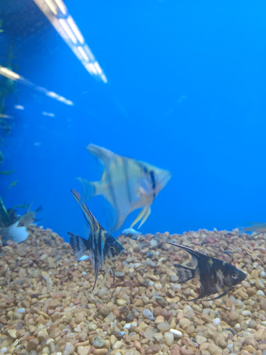 Pet Supply Store «Petco Animal Supplies», reviews and photos, 801 W Lake Ave, Peoria, IL 61614, USA