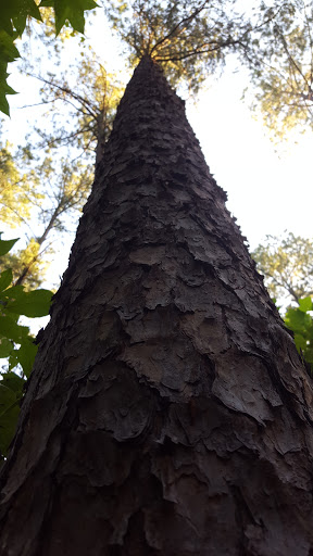 State Park «Panola Mountain State Park», reviews and photos, 2620 GA-155 N, Stockbridge, GA 30281, USA