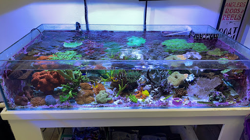 Tropical Fish Store «Amazing Aquariums & Reefs», reviews and photos, 646 E Katella Ave, Orange, CA 92867, USA