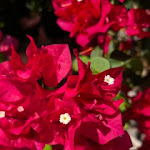 Photo n°33 de l'avis de Ingo.a fait le 25/11/2023 à 10:37 sur le  Quinta Splendida Wellness & Botanical Garden à Caniço